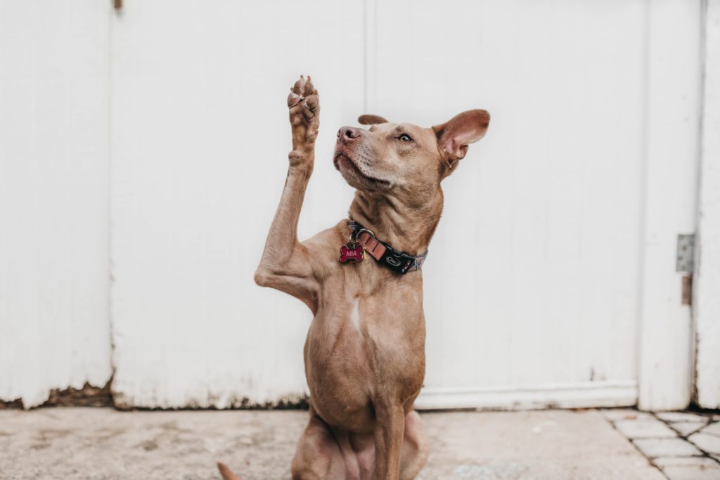 Fotografía de un perro sentado con una de sus patas delanteras levantada